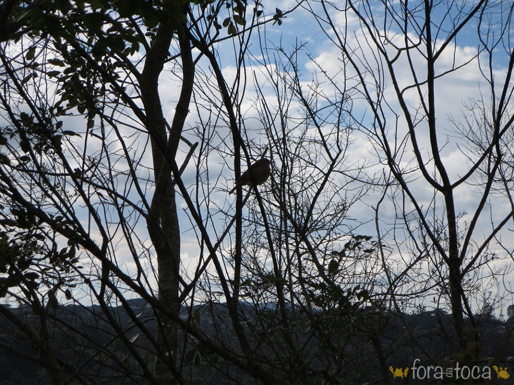 passarinho do Parque Tanguá na foto contra luz