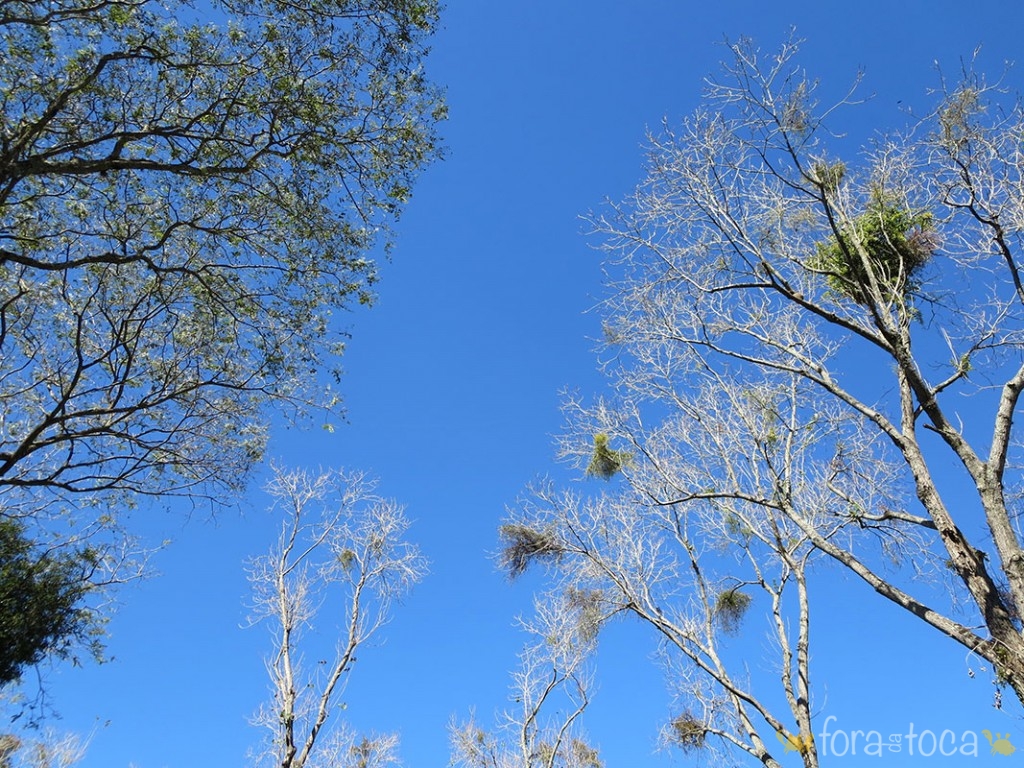 árvores em contraste com o céu azul do Parque Barigui