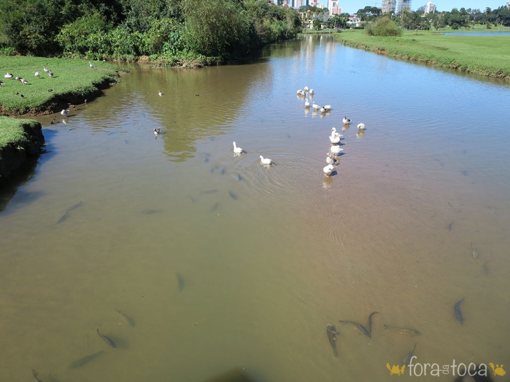 view from the top of the bridge in the park where you can see ducks and fish in the Lake