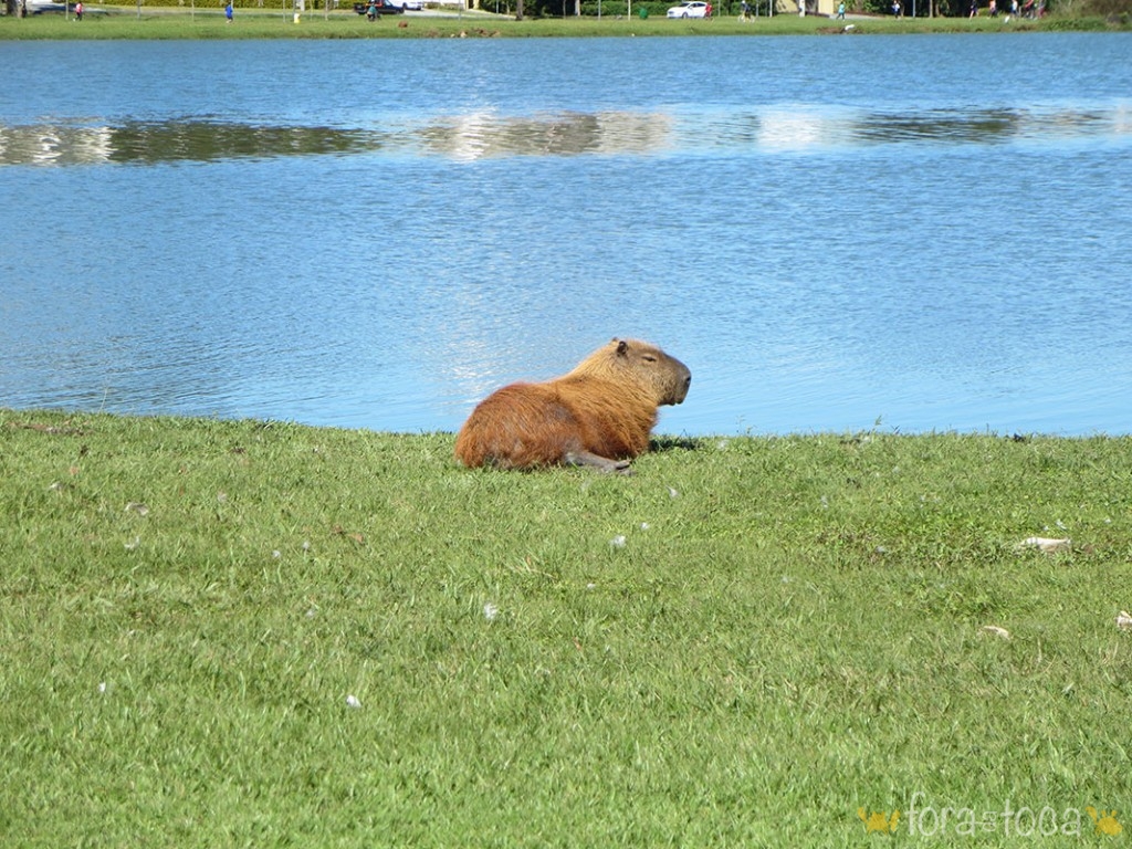 capivara tomando sol no gramado perto do lago no Parque Barigui