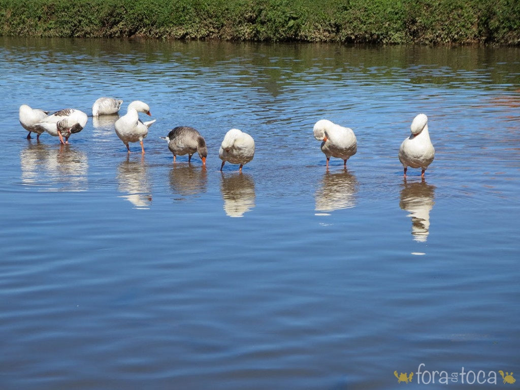 ducks sunbathing on the Lake in Parque Barigui