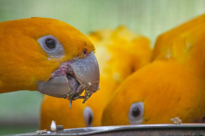 alimentação dos ararajubas