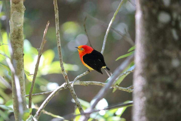 fora-da-toca_do-brasilis-ao-brasil_bonito-pantanal_0