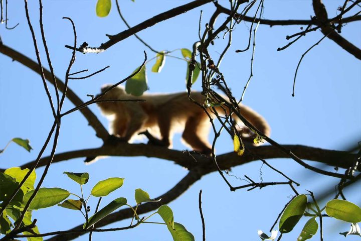 fora-da-toca_do-brasilis-ao-brasil_bonito-pantanal_07