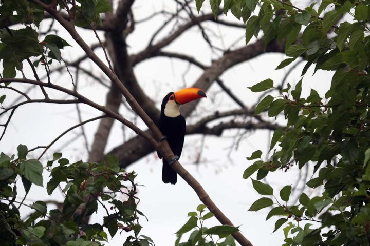 fora-da-toca_do-brasilis-ao-brasil_bonito-pantanal_14